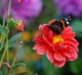 Jardiner Zamora mariposa en flor de color rojo